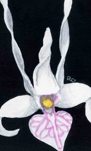 Dendrobium Gouldii